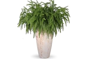 Rowfad 12 Pcs Artificial Norfolk Pine Branches, Norfolk Pine Artificial Pine Stems DIY Crafts Faux Christmas Greenary Norfolk Pine Branches for Xmas Wreath Garland Home Decor (12)