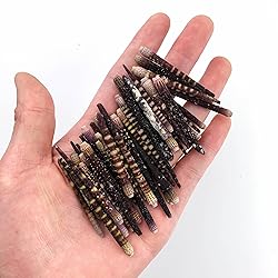 Heyiwell 50PC Sea Urchin Spines,Tiger Sea Urchin