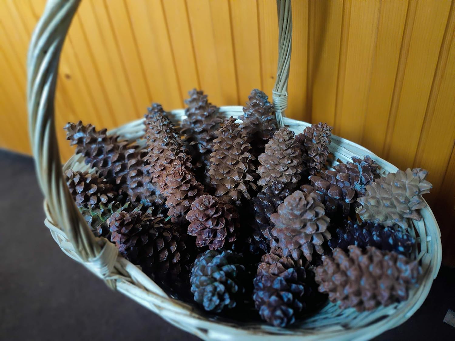 Buy Roxburghi Pine (Chir Pine) Cones Closed Natural 5 Pieces