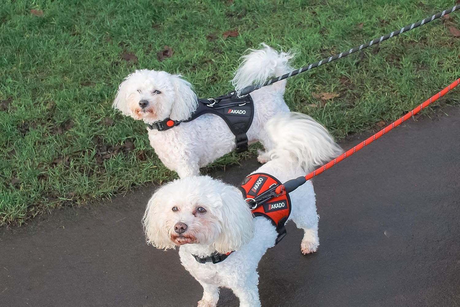 Akado dog harness Clearance