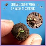 Seedball Butterfly Mix Seed Bombs 100 Pack Wildflower Seeds view 6