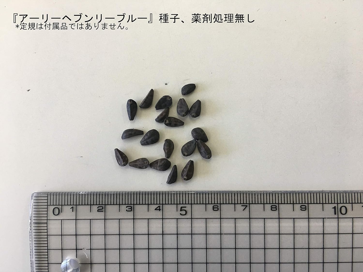 芸能人愛用 B07p9bbwvp C アサガオ種子 アーリーヘブンリーブルー 100ml詰 ソライロ 西洋 福花園種苗 花 Www Wwmp Org Za