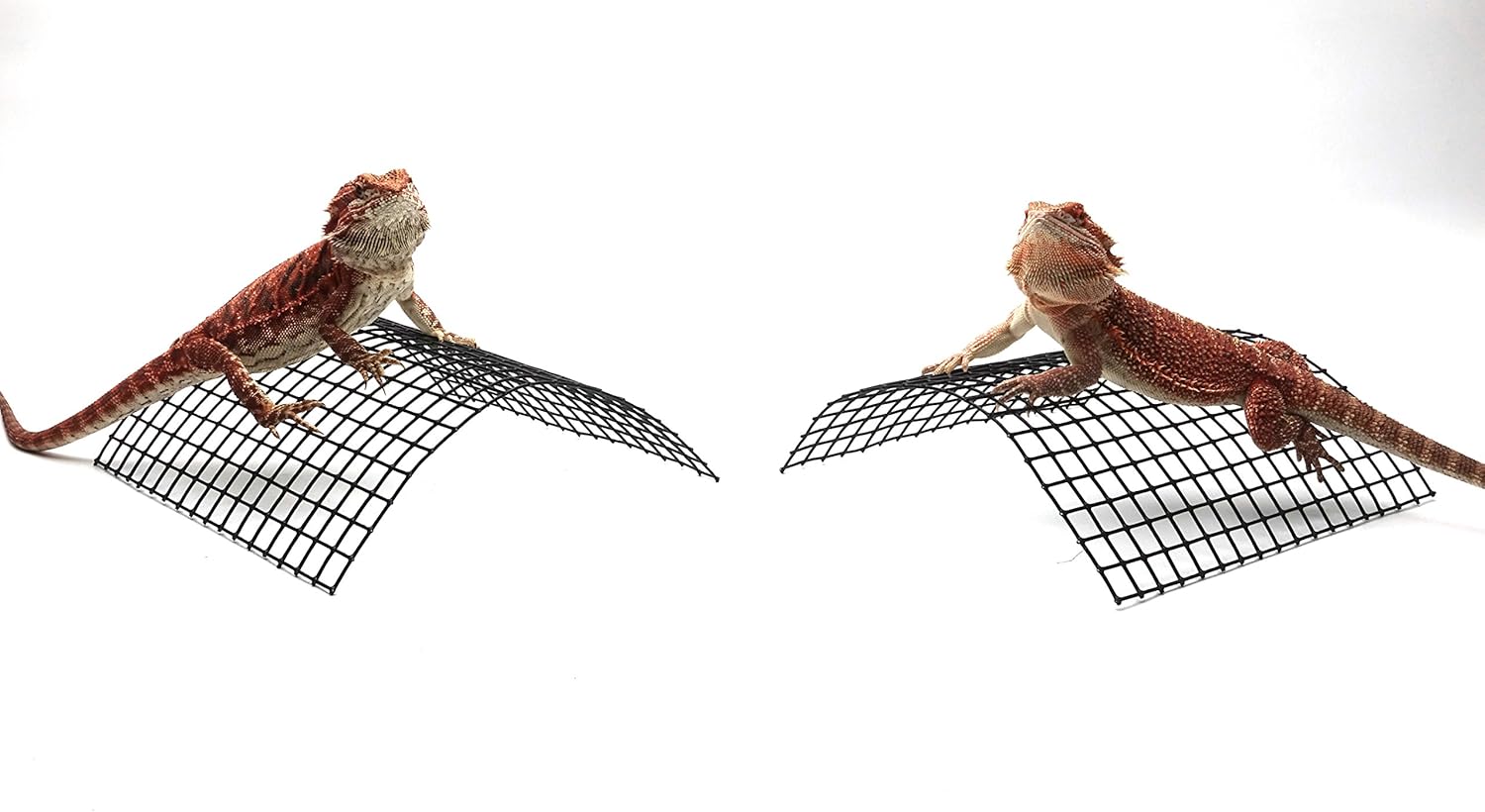 Amazon Com Carolina Custom Cages Bearded Dragon Tanning Arch