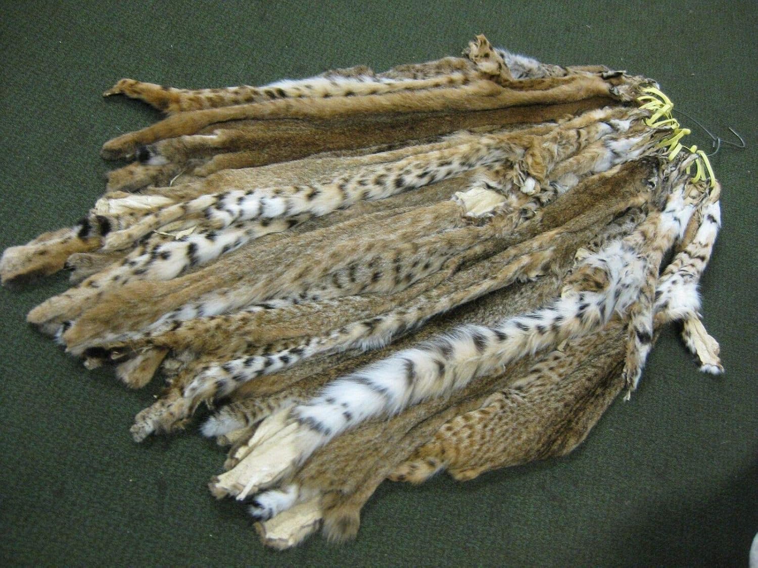 Real Tanned Spotted Bobcat Pelt Fur Hide 5060" (2 Slight