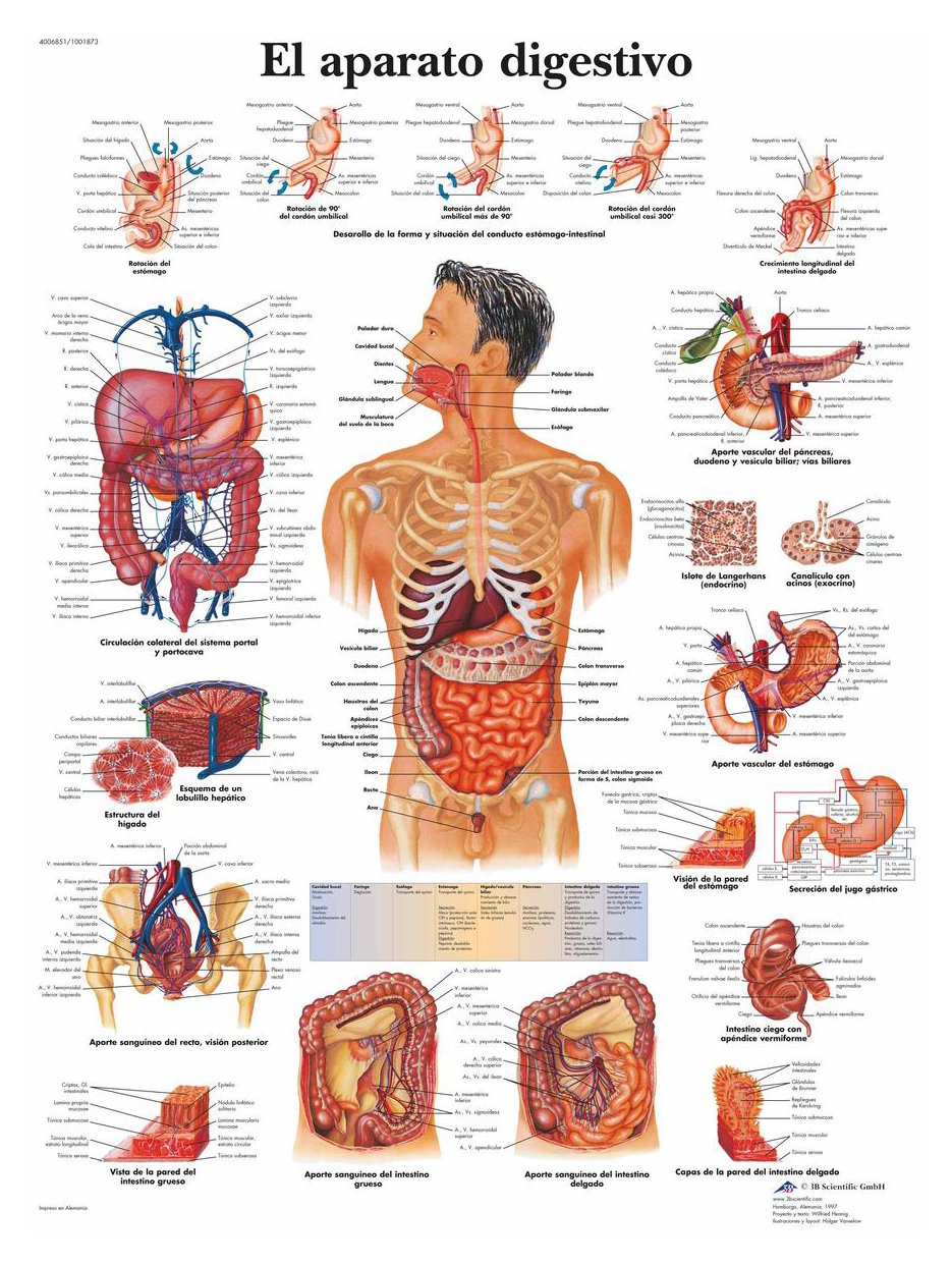 3B Scientific – Laminated Contraception Chart – UV & Dust-Protected Educational Poster for Study, Teaching & Clinics
