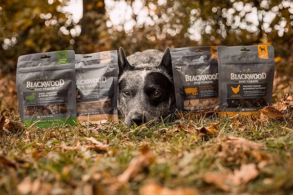 BLACKWOOD OVEN BAKED DOG TREATS, CHICKEN WITH PARMESAN, 8 OUNCE POUCH, TRAINING TREATS FOR ALL LIFE STAGES AND BREED SIZES