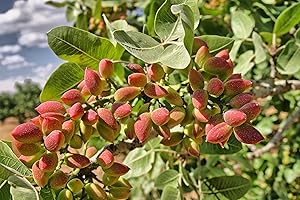 Pistachio Tree Organic Seeds, Pistachio Tree Seeds, Home Gardening, High Germination, for Garden and Potting, Non-GMO Heirloo