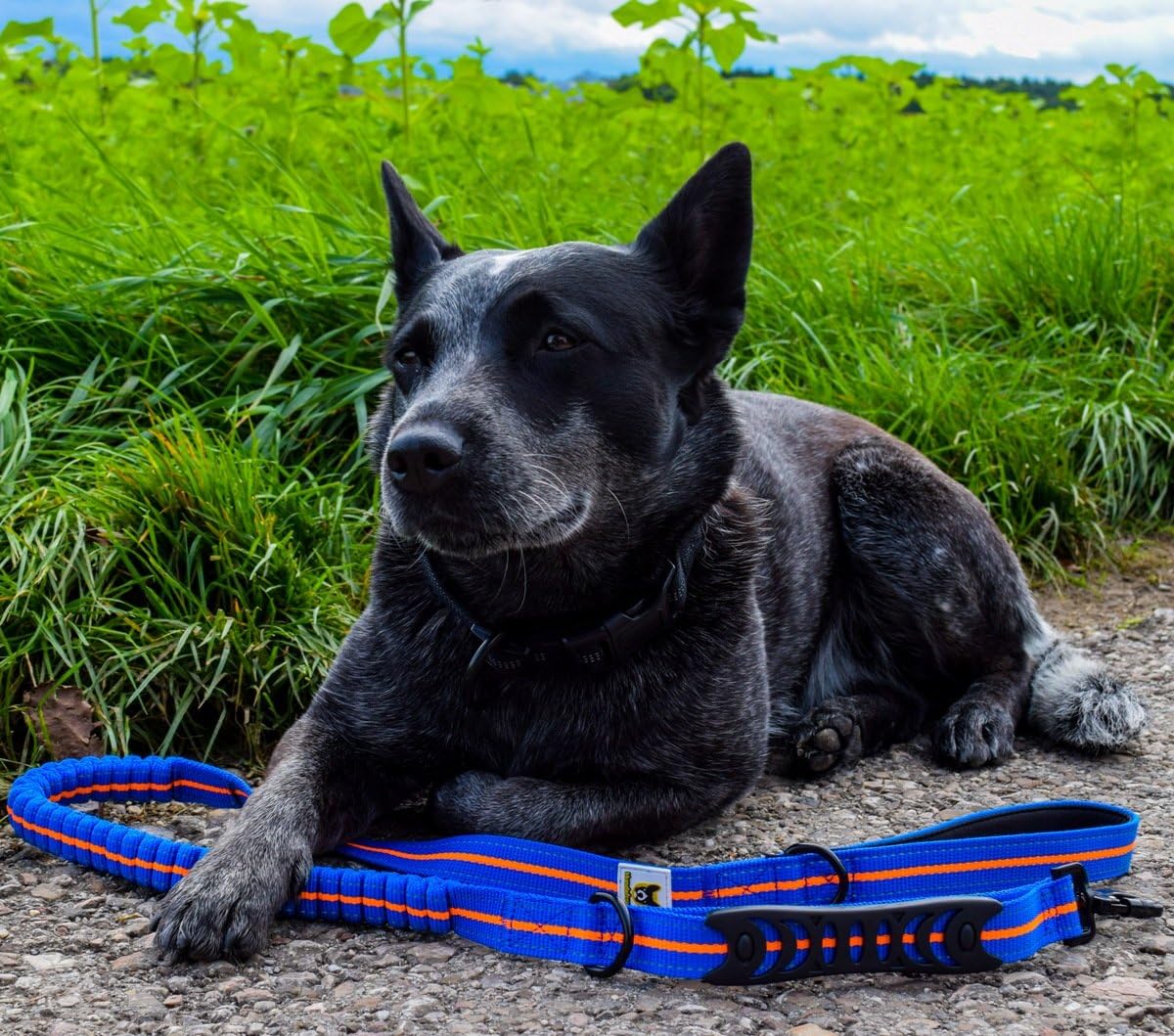 Elastic Dog Lead 4 Foot (120 cm) Blue-Orange with Shock Absorber, Blue/Orange, 1.2 meters - Image 4