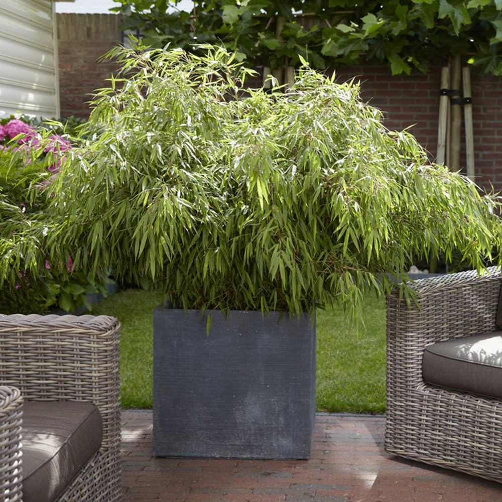 YouGarden Pair of Fargesia rufa 'Fountain' Bamboo, Established Plants in 2L Pots, Supplied Already 50cm Tall and Ready to Plant