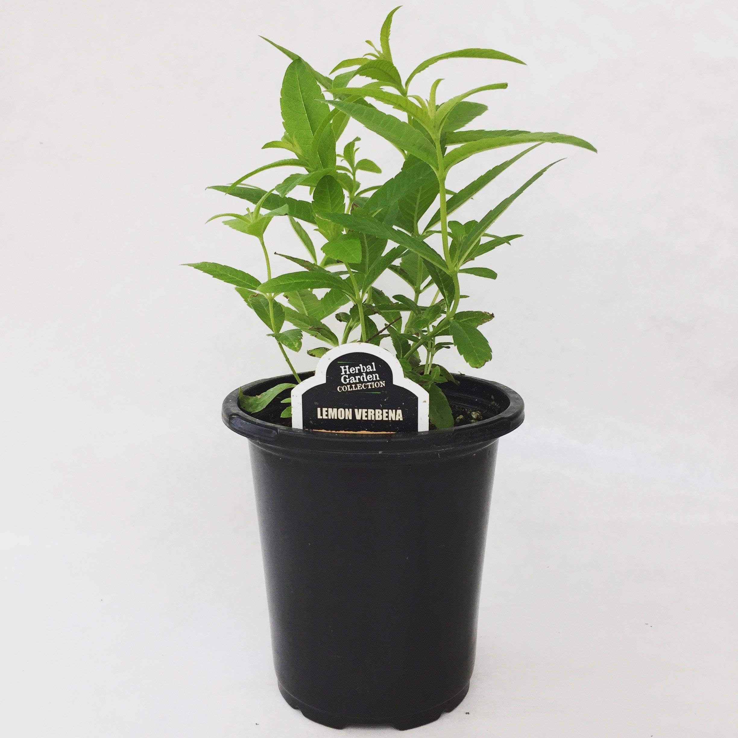 4.5" Herb - Mint-Kentucky Colonel