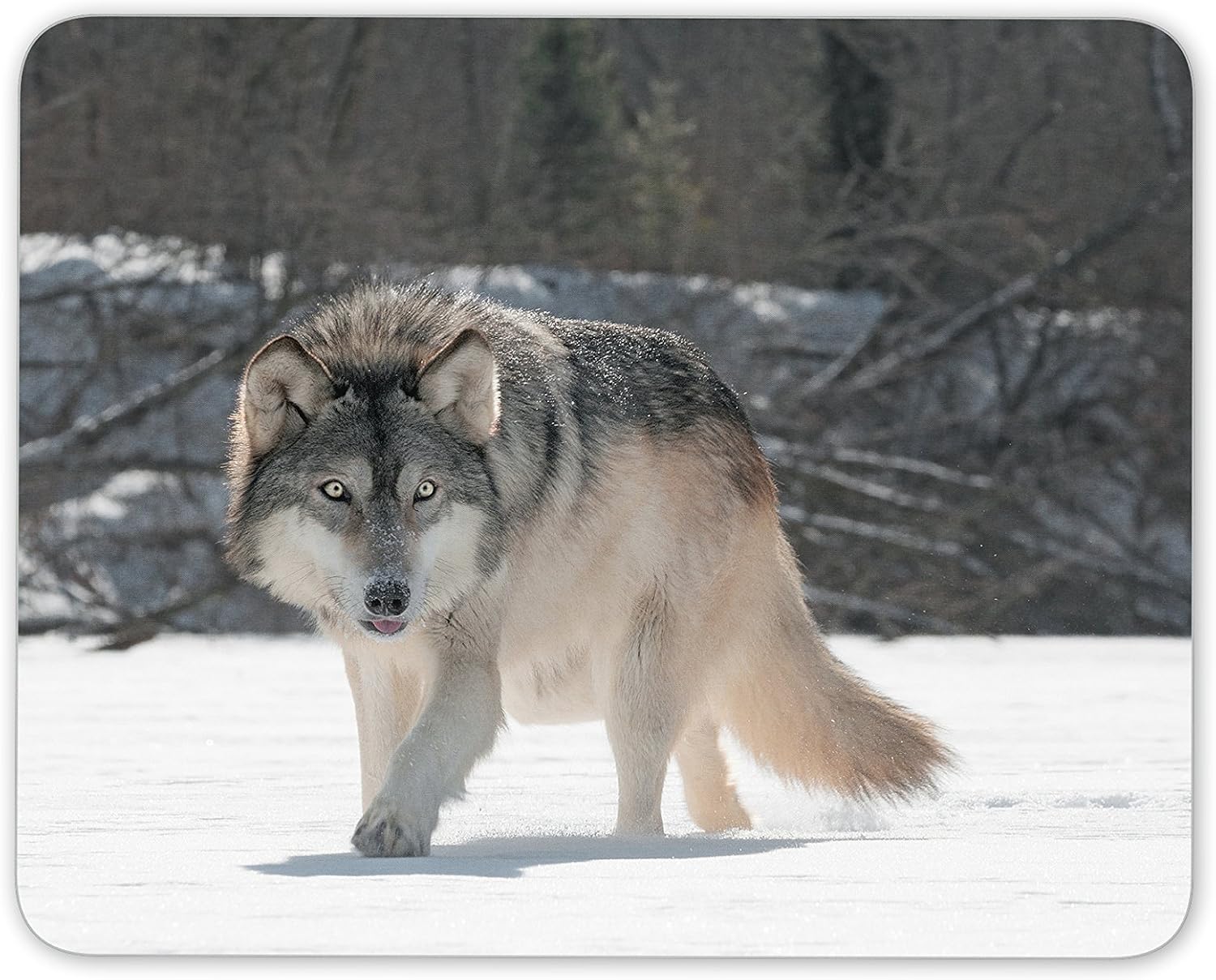 Wild Wolf Mouse Mat Pad - Animal Wolves Predator Computer #13159, Multicolor