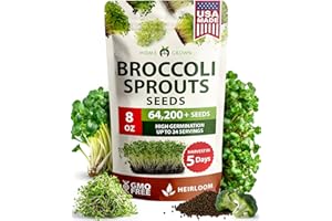 HOME GROWN Broccoli Seeds 8 oz - for Sprouting or Microgreens High Germination Sprout Seeds Nutritious Micro Greens - Broccoli Sprouts in 5 Days - Sulforaphane Rich