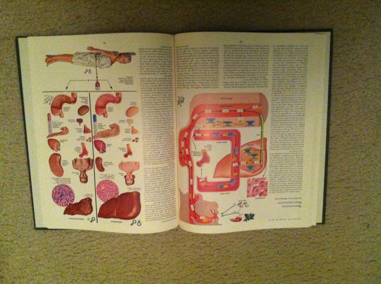 Mua The Netter Collection of Medical Illustrations - Digestive System ...
