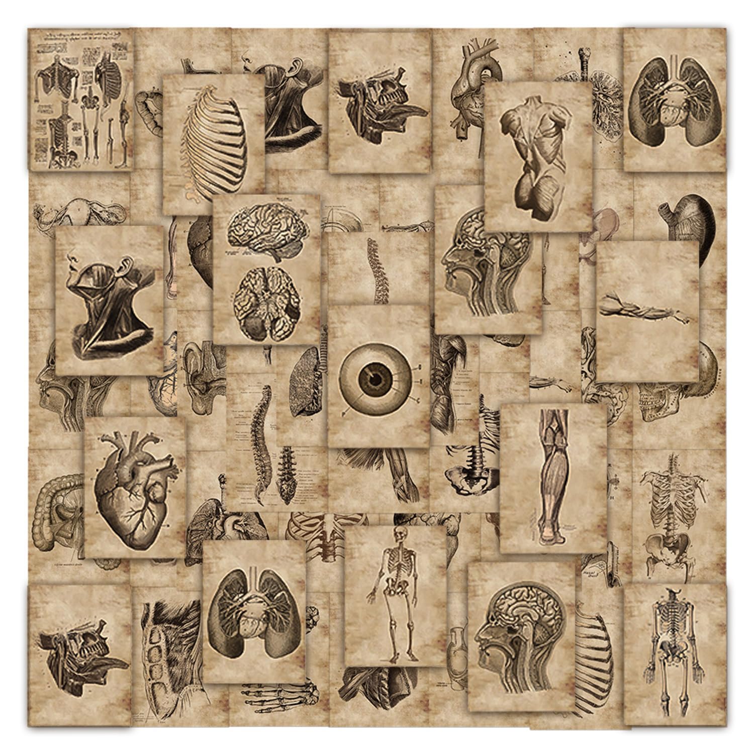 LSYYSL 112 Sheets Of Human Skeleton Stickers, Medical Student Stickers For Decoration, Diy Scrapbook Decoration Stickers, Waterproof Stickers