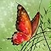 Hidden Garden Enchantment