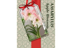 HIRT'S GARDENS Amaryllis Kit: Apple Blossom + Plastic Pot & Soil - 26/28 cm Bulb - Netherland