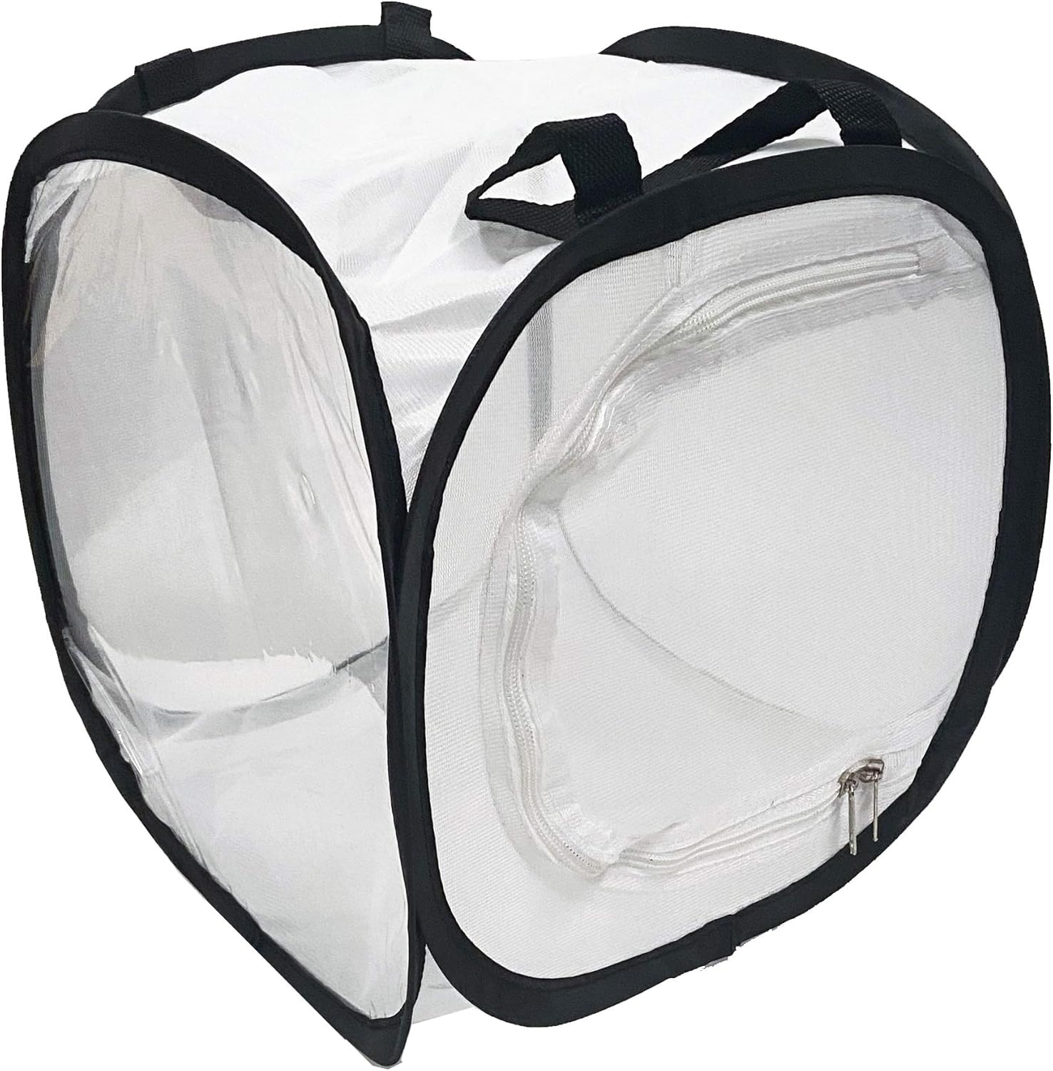 Indian Stick Insect Starter Kit (Delivered with Voucher for Live