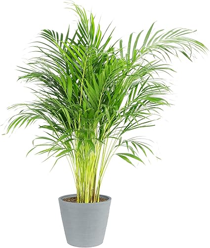 Planta interior en maceta | Planta de interior | Planta verde | Palmera Areca | Altura 100-125 cm | Fácil mantenimiento (100, piedra azul)