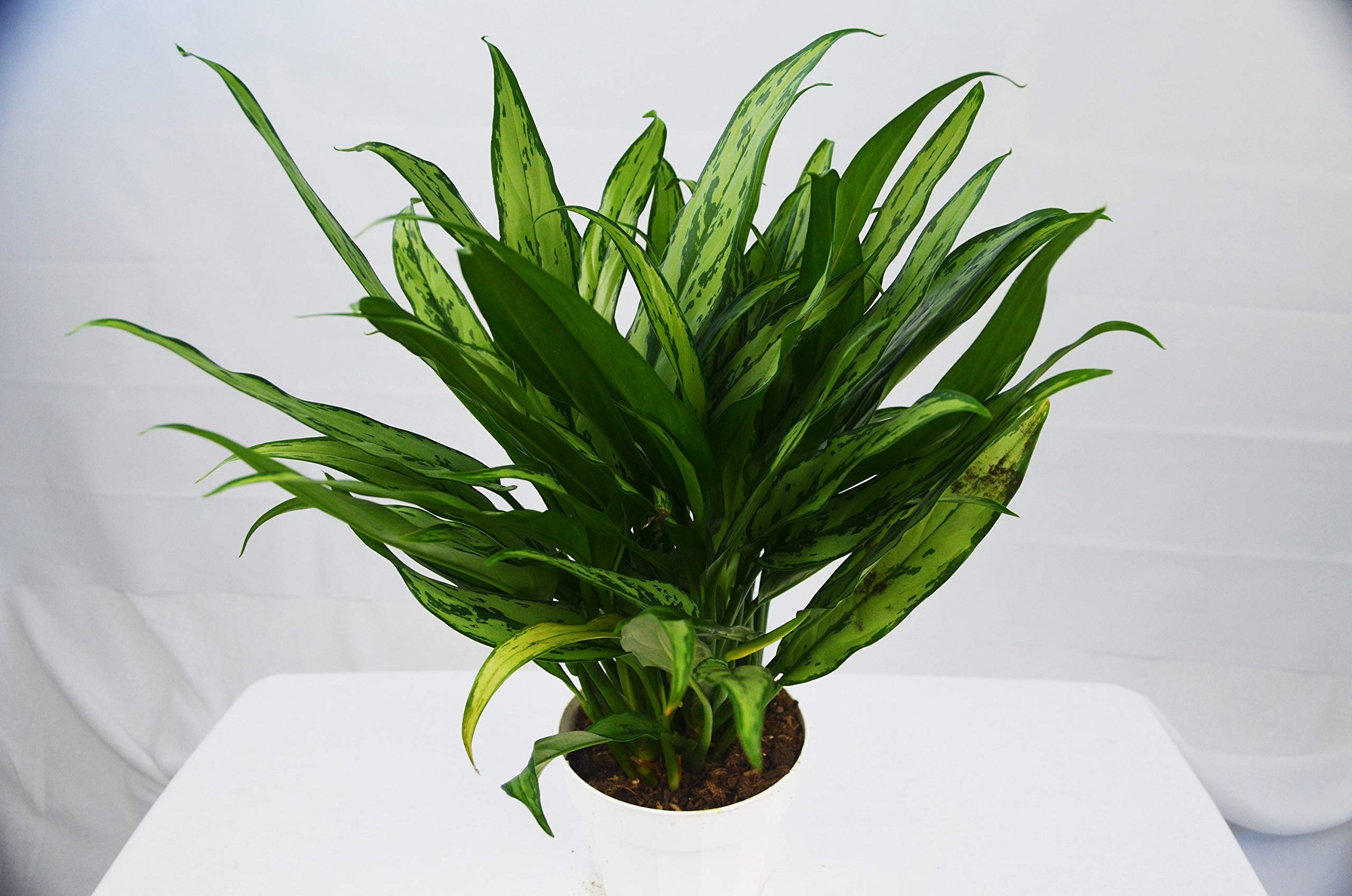 Buy Chinese Evergreen 'Cutlass' 6" Pot Live House Online at