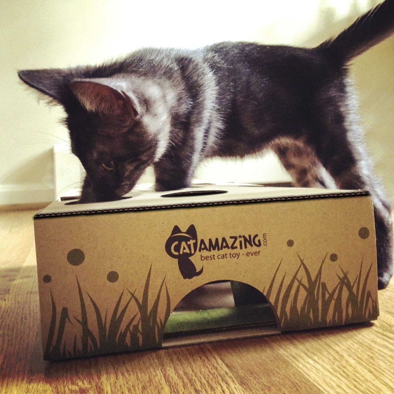 Cat Amazing – Best Cat Toy Ever! Interactive Treat Maze & Puzzle Feeder for Cats : Pet Mice And Animal Toys : Pet Supplies