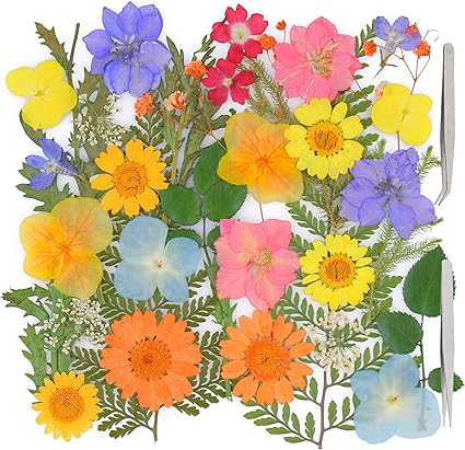 Amazon Co Jp Funshowcase 押し花 ドライ葉 ドライフラワー レジン Diyデコレーション 3d 封入 スマホケース 装飾 11 種類 32枚 ホーム キッチン Amazon Co Jp Funshowcase 押し花 ドライ葉 ドライフラワー レジン Diyデコレーション 3d 封入 スマホケース 装飾 11 種類 32枚 ホーム キッチン