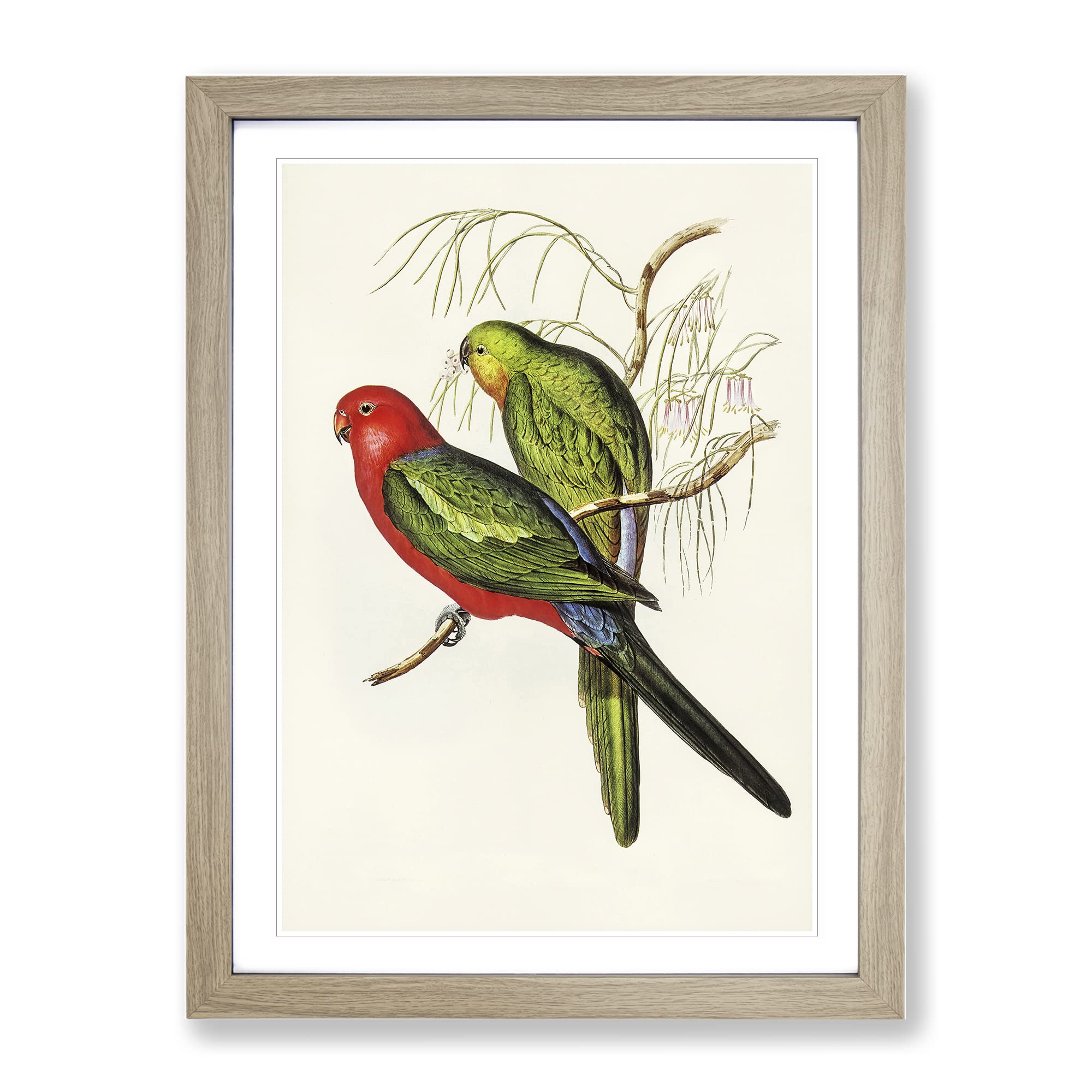 King Lory Parrot By Elizabeth Gould Vintage Framed Wall Art Print, Ready to Hang Picture for Living Room Bedroom Home Office Décor, Oak A4 (34 x 25 cm)