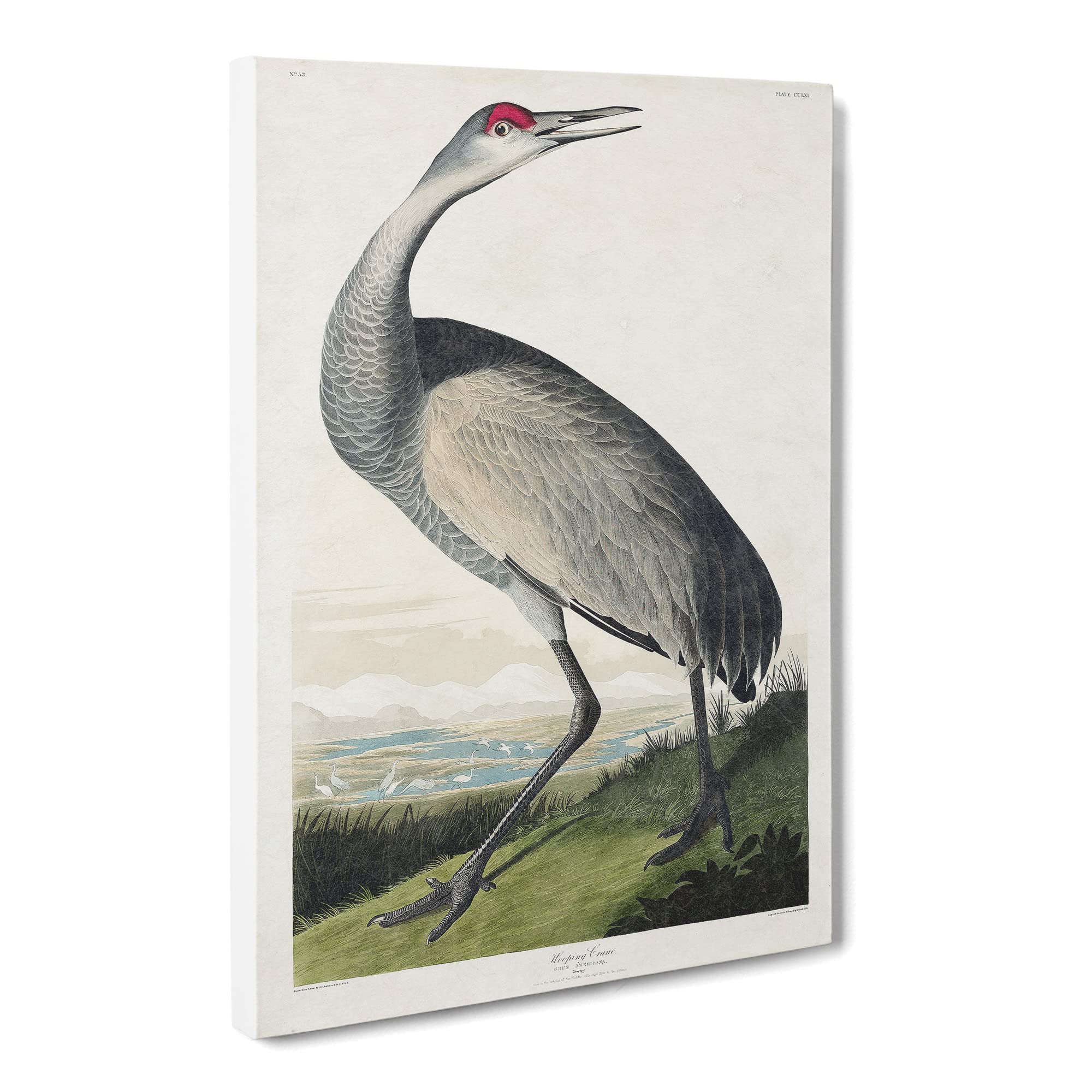 Hooping Crane By John James Audubon Canvas Print | Gallery Wrapped 30mm Frame Wall Art | 20x14 inches | Ready to Hang | Retro Picture | Living Room Bedroom Lounge Office