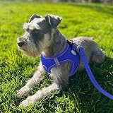 Joytale Step in Dog Harness Navy Blue Small Breeds Breathable Reflective view 2