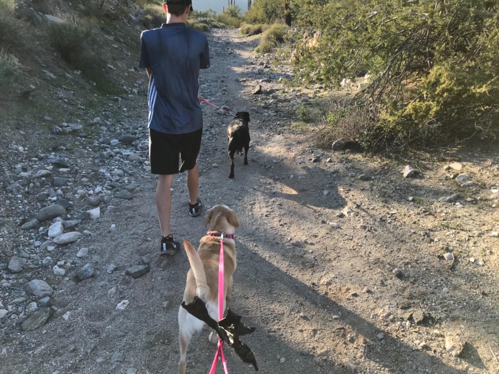 IAMS Proactive Health Minichunks Adult Dry Dog Food with Real Chicken, 30 lb. Bag photo review