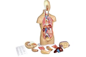 Vision Scientific VAT106 12 Parts Sexless Human Torso | Showing Section of Brain, Neck Dissected Exposes Muscular Neural, Vascular and Glandular Structure | Reveal Major Body Systems | W Manual