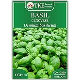 TKE Farms &amp; Gardens - Genovese Basil Seeds for Planting, 600+ Heirloom Non-GMO Italian Basil Plant Seeds, Enjoy an Indoor or Outdoor Herb Garden