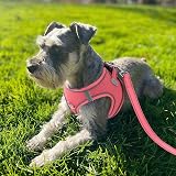 Joytale XXS Step in Dog Harness Pink Reflective Mesh Easy Walk view 2