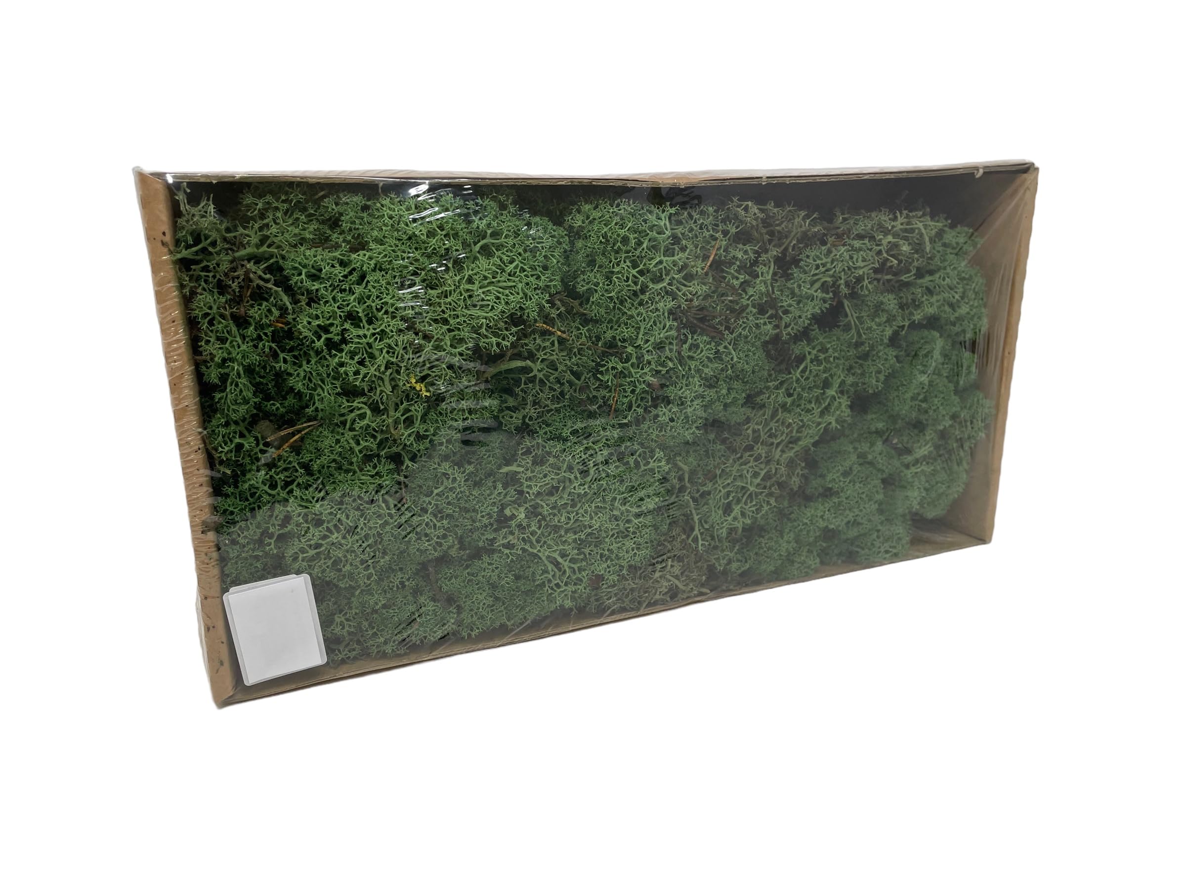 FloristryWarehouse Reindeer Moss Green Preserved Dried 450g