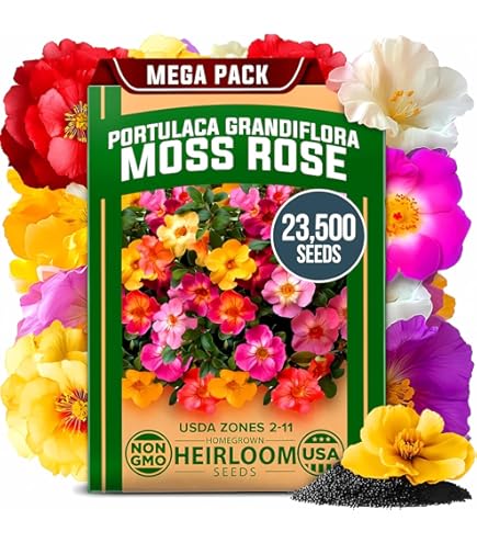 Amazon.com : Generic Fresh 100 pcs Miniature Rose Plant Seeds for Planting  red : Patio, Lawn & Garden