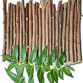 Ayurvedic Neem Chew Sticks, Selected Neem Twigs, Natural Azadirachta Indica Wooden Datun Sticks, Manual Brushing Alternative, 6-8 Inch, Pack of 10 with Free 1 Piece
