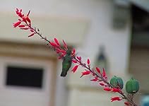 Review Image by Dixie Dixie