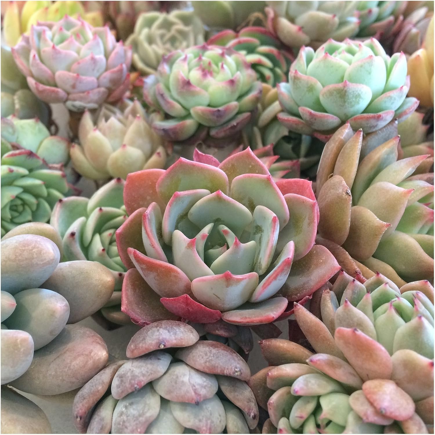 Amazon Co Jp 季心庵 エケベリア 多肉植物 韓国 極美多肉 花歌農場 パクさん苗 多肉 葉挿し 1寸 エケベリア クーパー ホーム キッチン