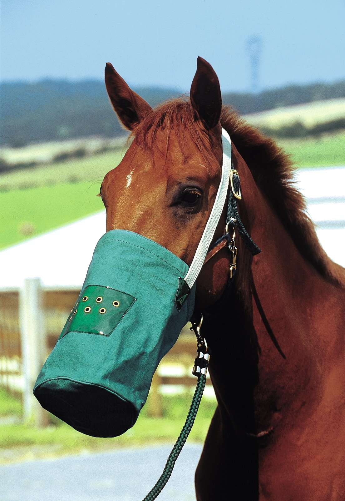 Générique Horse Canvas Feeding Bag - Green, Warmblood, Canvas, Plastic