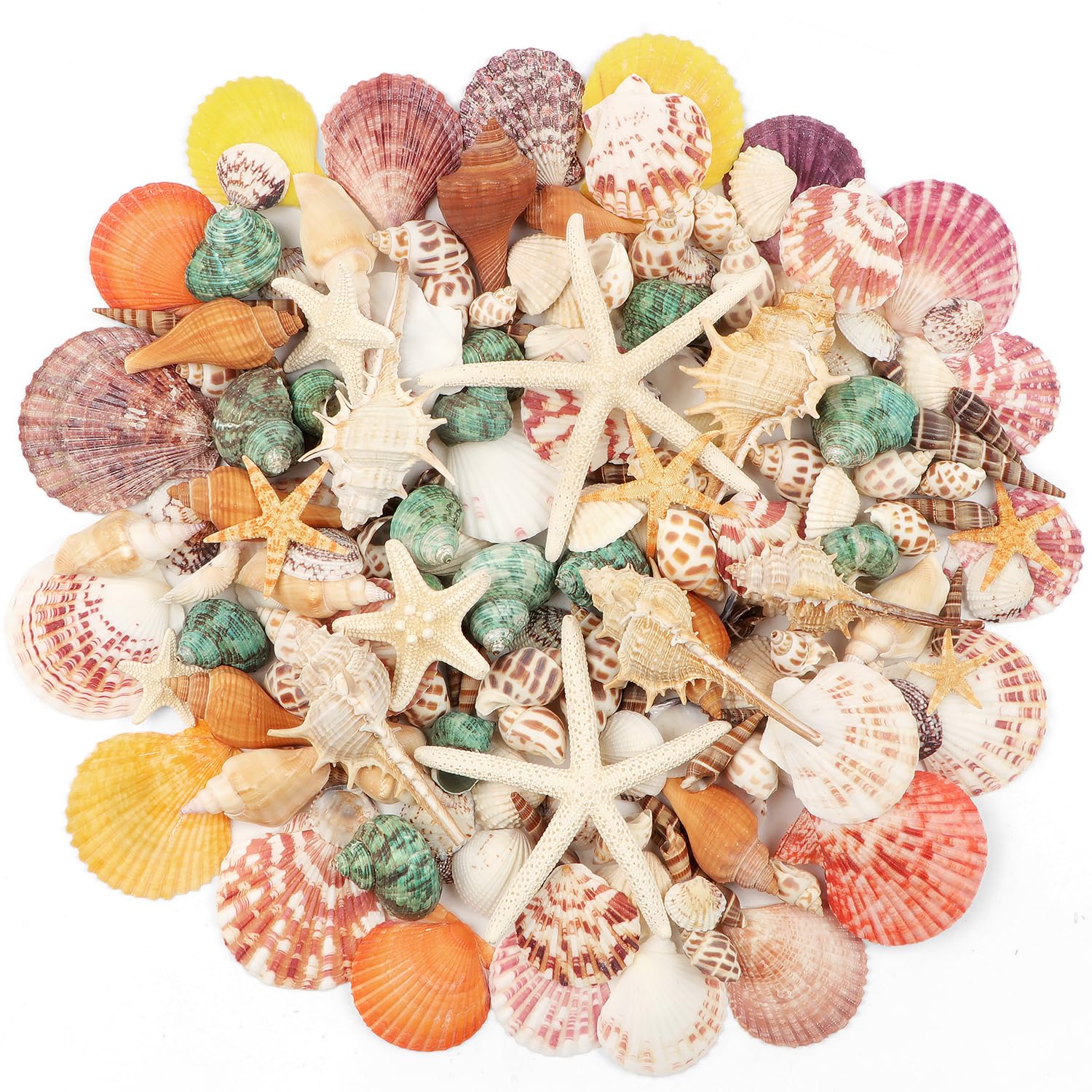 Fangoo 1.5 LB Mixed Sea Shells, 130+ PCS Beach Seashells Starfish ...