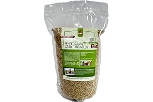 Fodder Seeds for Chickens (3 pounds), Pasture Grass Seed, Wheat Grass Seeds for Growing, Wheat Seeds for Fodder | Pampered Chicken Mama