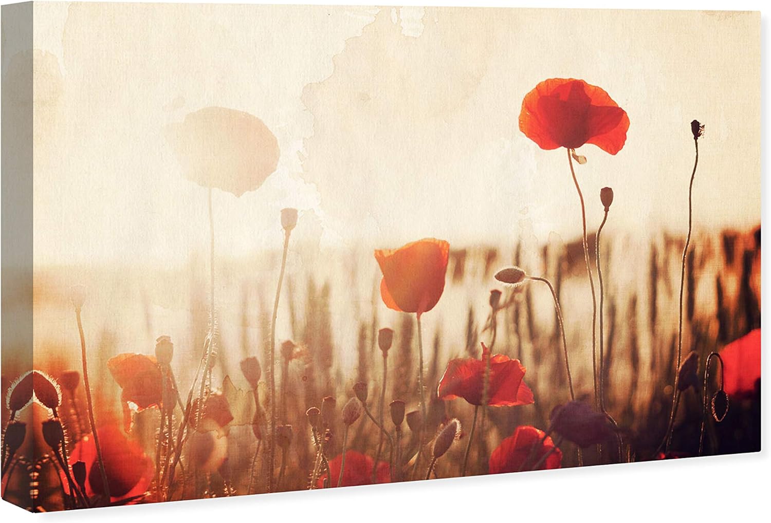 Amazon Com Amazon Brand Stone Beam Contemporary Red Poppies Print Wall Art On Canvas 15 X 10 Posters Prints