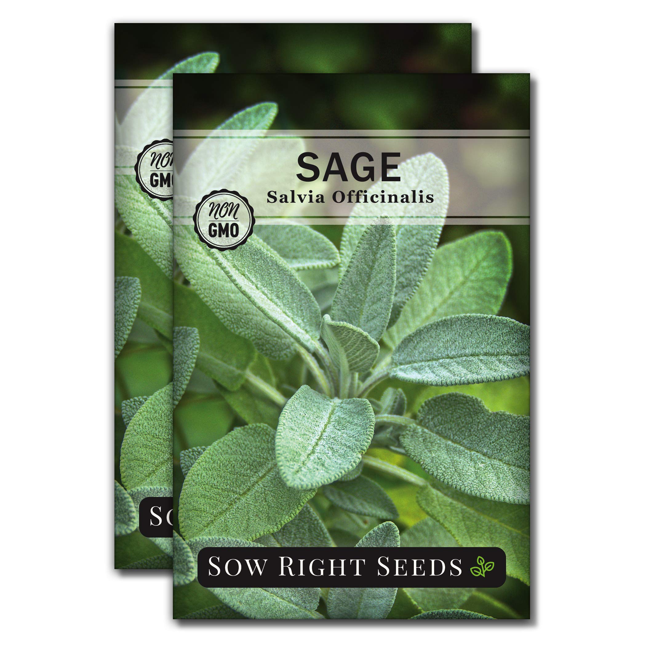 Sow Right SeedsSage Seeds for Planting - Non-GMO Heirloom Packet with Instructions to Plant and Grow Kitchen Herb Garden - Indoor or Outdoor - Great for Pollinators - Culinary Seasoning (2)