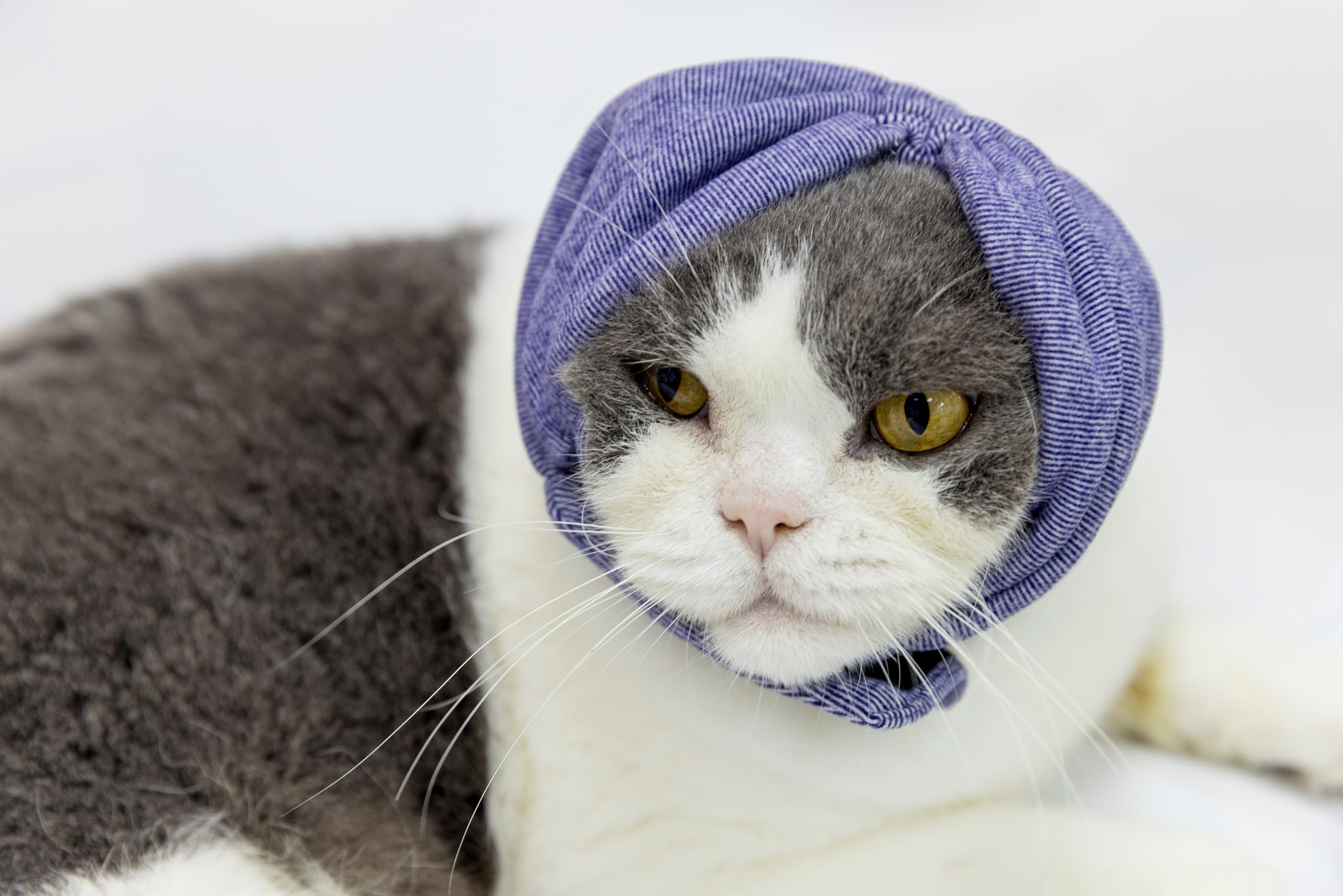 Photo 1 of DDFS Cat Hematoma Ear Wrap,Noise Cancelling Headphones Anxiety & Stress Relief - Ear Wrap for cat Purple S