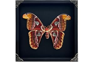 VINADECOR Real Atlas Moth Butterfly Frame Insect Lover Black Frame Shadow Box Taxidermy Specimen Room Decor Wall Hanging Tabletop Home Art K26-35-DE