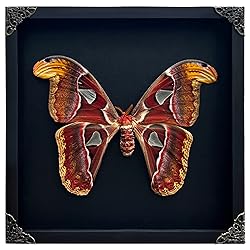 Real Brown Moth Butterfly Frame Insect Lover Black