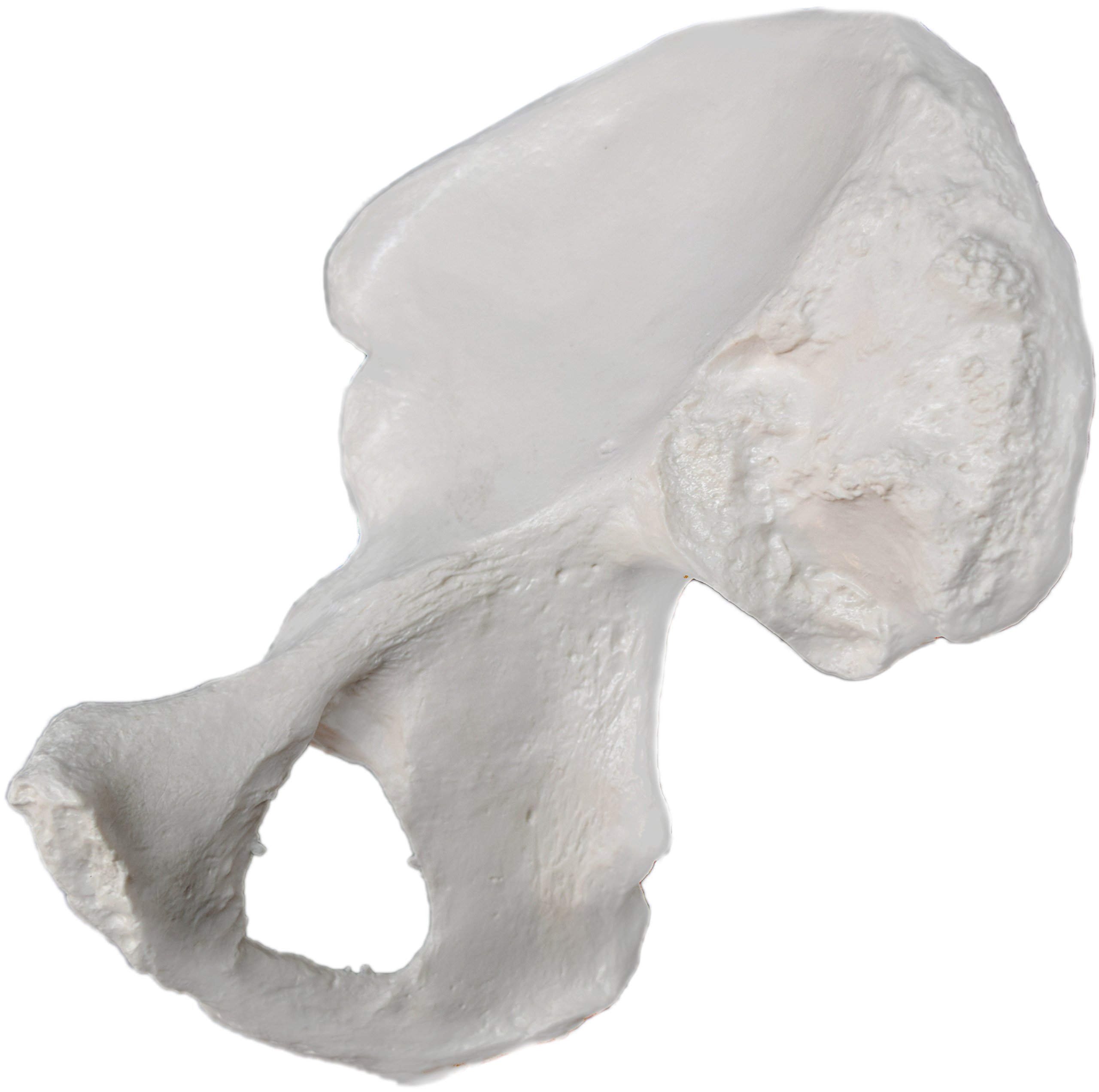Hip Bone Model - Right - Anatomically Accurate Human Coxal Bone Replica - hBARSCI