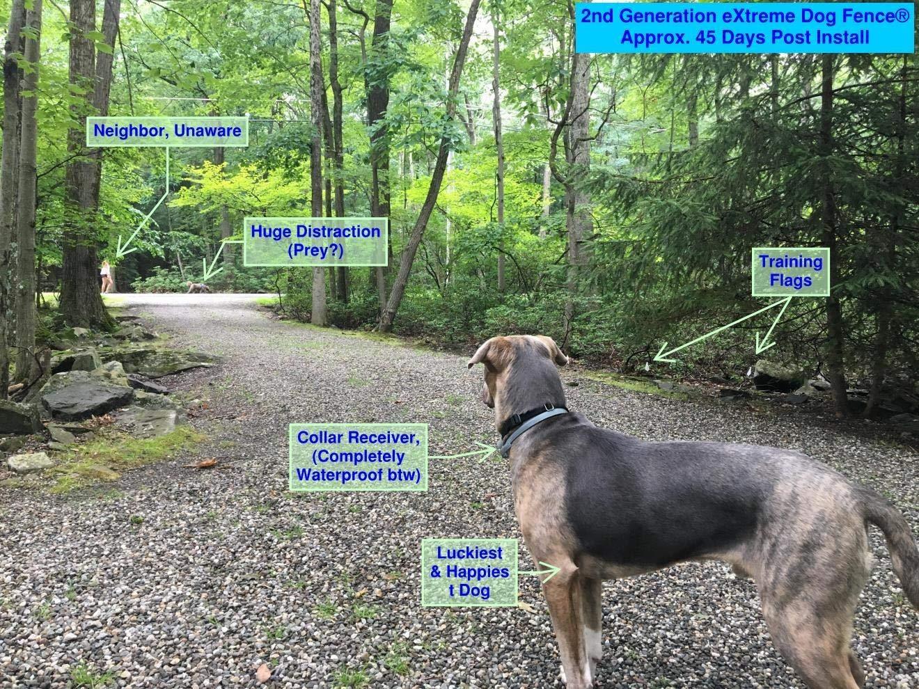 17/mo Finance Extreme Dog Fence Second Generation 2020 Standard