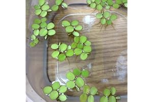 12 Water Spangles (Salvinia Minima), NO Snail - Live Aquarium/Aquatic Floating Plant by Aqua L'amour