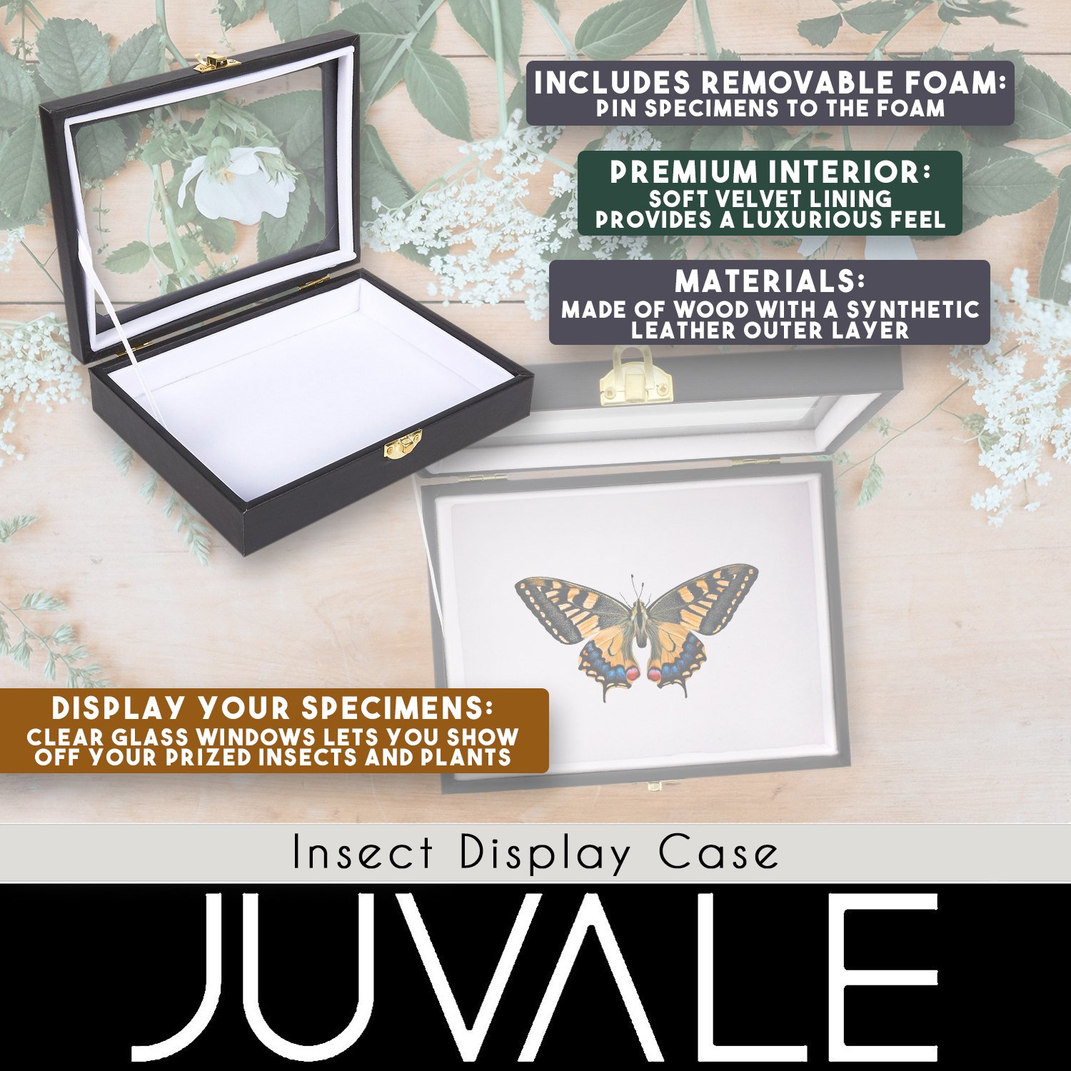 Insect Display Case Bug Display Box with Glass Window Oddity Lane