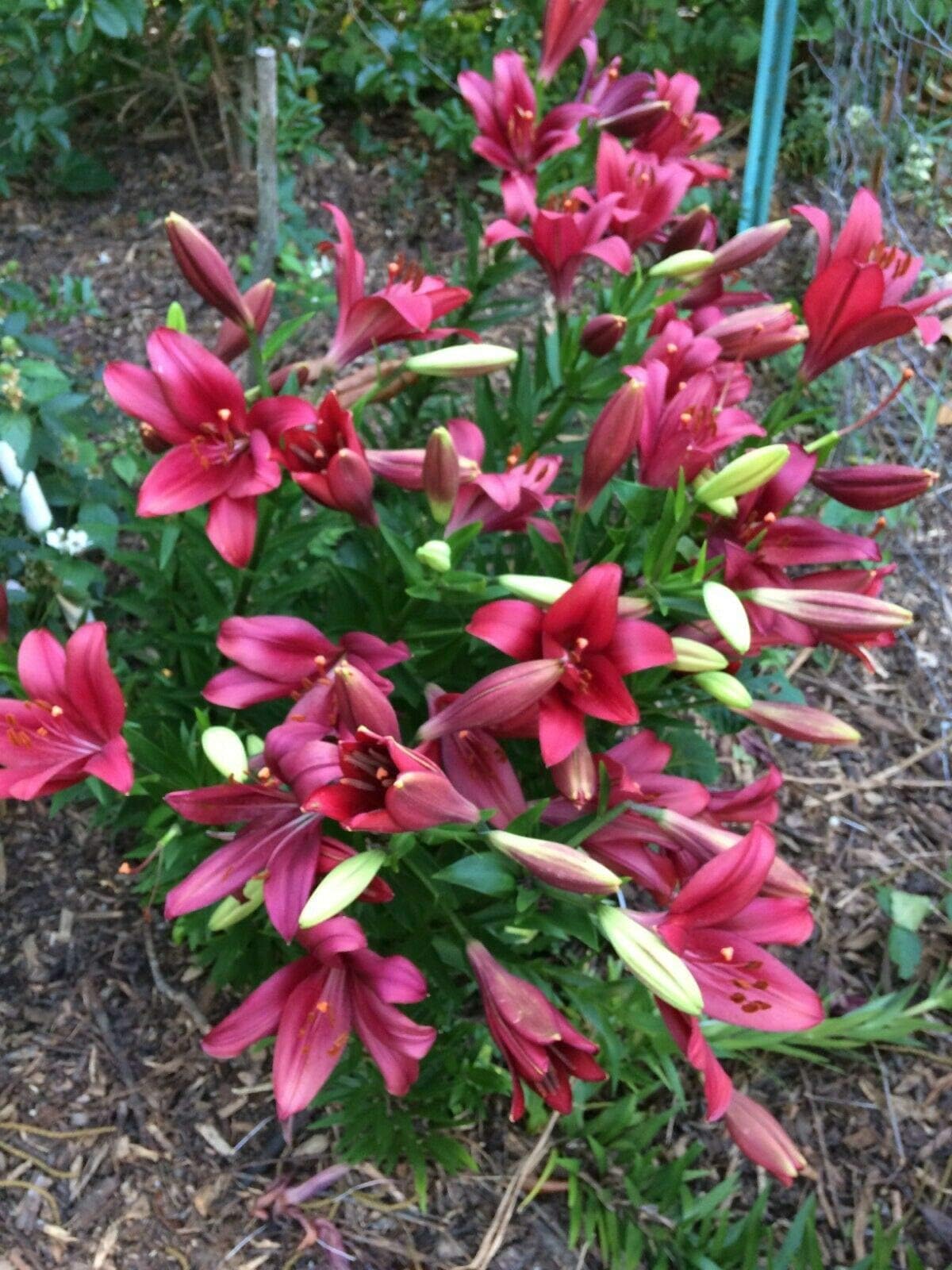 AchmadAnam 'Red Alert' Asiatic Hybrid Lily (Lilium longiflorum) Quart Plant